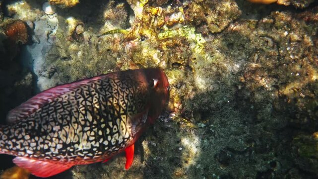 Broomtail wrasse swimming over tropical reef, Cheilinus lunulatus exploring vibrant coral formation, marine life biodiversity, underwater photography