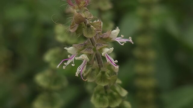 Holy Basil Tulsi Flowering Inflorescence with Tiny White and Purple Flowers, Botanical 4K Stock Footage