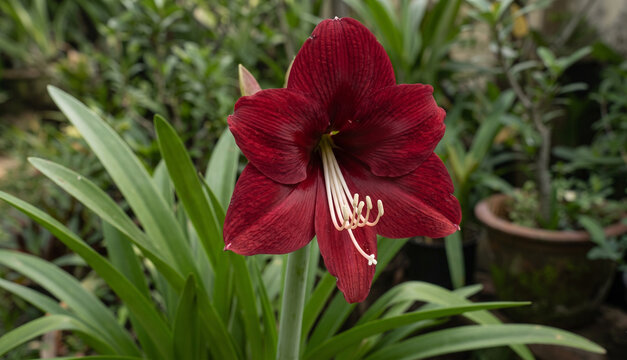 A striking Amaryllis specimen with deep burgundy-red petals and prominent pale stamens