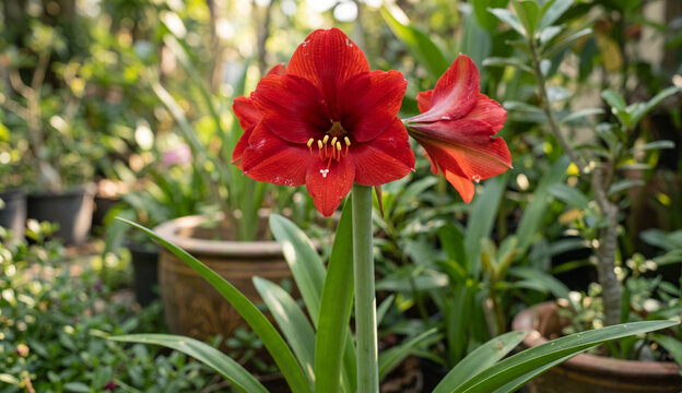 Two vibrant Amaryllis blossoms growing together on the same flowering stem