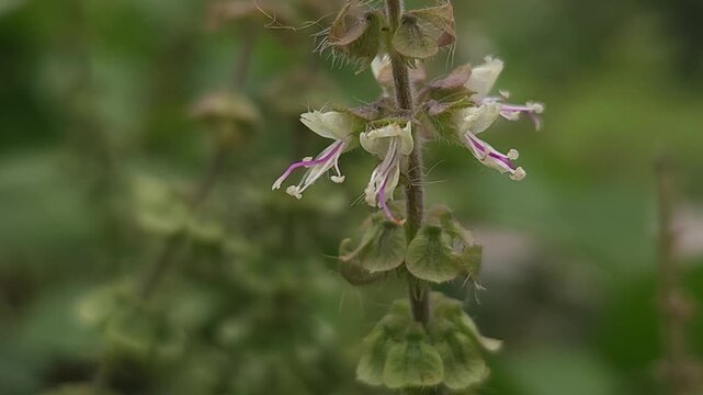 Holy Basil Tulsi Flowering Inflorescence with Tiny White and Purple Flowers, Botanical 4K Stock Footage