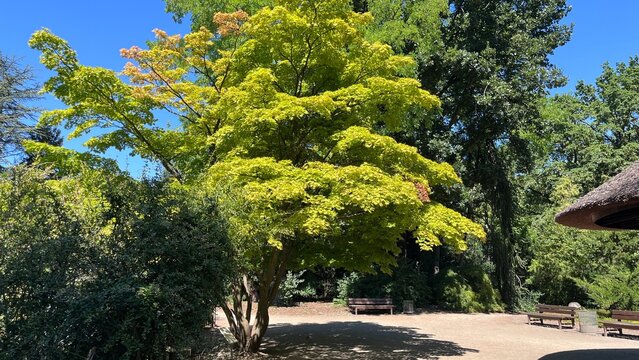 Blatt saftgr&uuml;n Ahorn Japan Sonne Schatten Ruhe Baumkrone Laub Sommer 