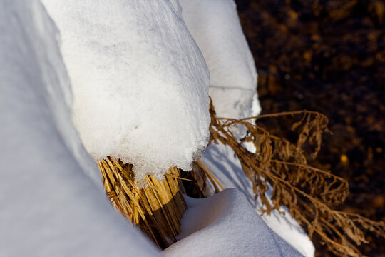 Close-up of melting snow revealing dry withered grass and stalks, texture of winter slush, changing seasons, bright natural daylight, crisp details of icy snowy surface in transition