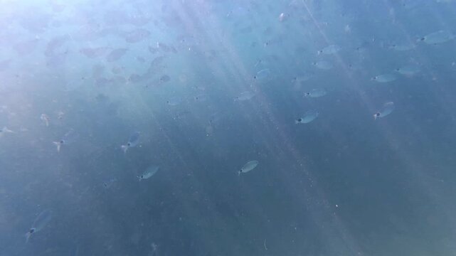 Small fish swim underwater in clear blue sea, marine wildlife, peaceful nature scene, underwater exploration, ocean life, summer travel.