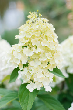 Hydrangea Bonfire Flower Close up in Blooming Garden