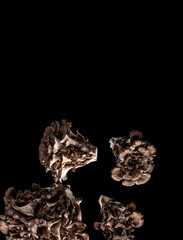 Obraz premium Maitake Hen of the Woods Mushroom Levitating and Falling Pieces on Black Background