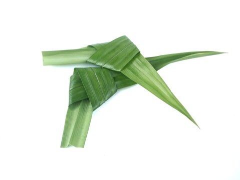 Two fresh green pandan leaves tied in knots, popular organic aromatic herbal ingredient for traditional asian cooking and desserts, isolated on a clean white background
