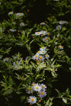 Delicate white flowers blooming in a lush green garden