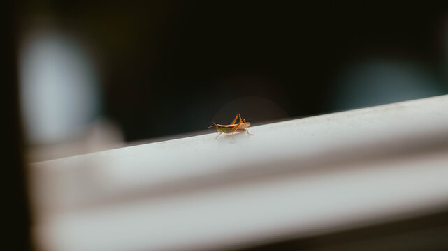 Close up of a grasshopper on a white surface