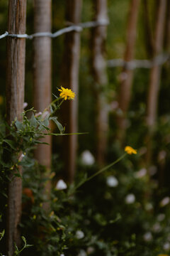 Yellow flower growing beside wooden fence