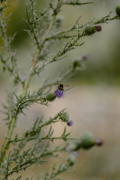 Bee pollinating a thistle flower in a natural setting