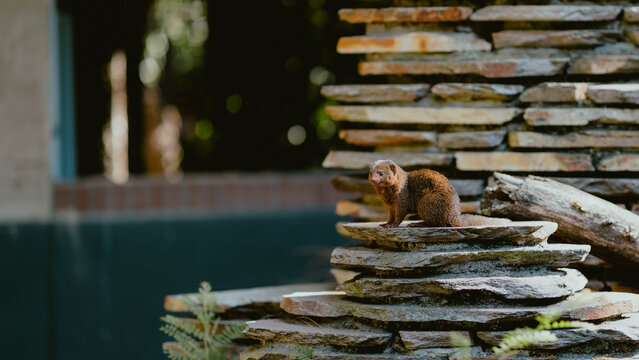 Mongoose standing on stacked stones in natural habitat