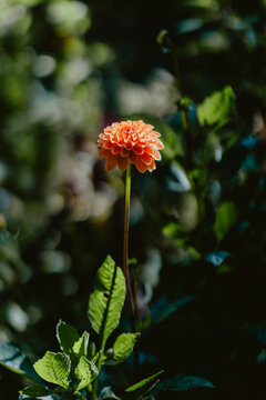 Single orange flower standing out against dark foliage