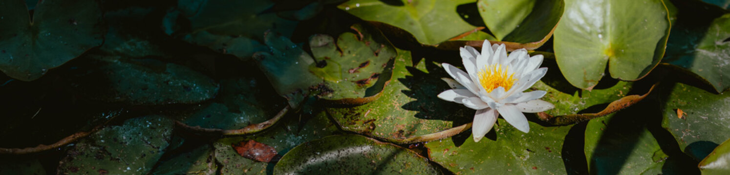 Beautiful water lily blooming on tranquil pond surface
