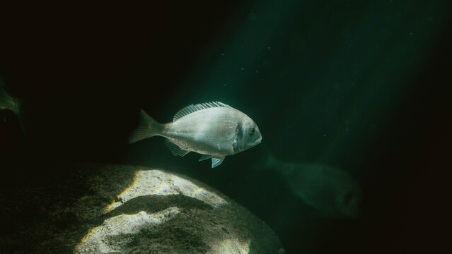 Underwater scene with fish swimming in dark water