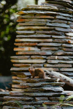 Mongoose sitting on a stone pile in a natural setting