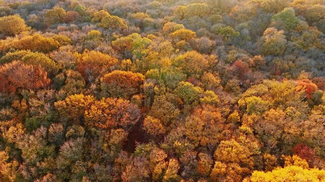 Autumn forest golden orange yellow foliage top down pattern aerial drone view Shumen plateau nature autumn background fall season daylight sunset light Bulgaria