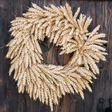 Rustic wreath made of golden wheat stalks hanging on old wooden door country house traditional harvest decoration and autumn farmhouse decor.