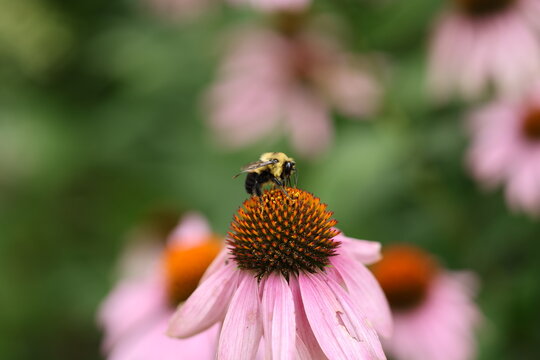 Pollen-covered bumblebee feeding on purple coneflower (Echinacea purpurea) in a garden, highlighting pollination and insect-plant interaction.