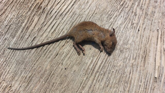 A small brown rodent lying on a wooden surface, possibly deceased, with its tail extended and body curled