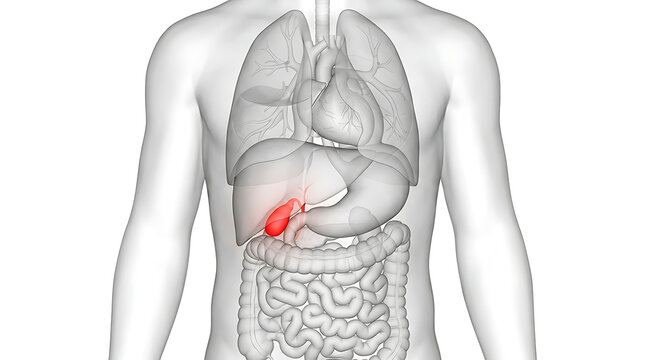 Human Gallbladder Organ Highlighted in Red Inside Body Anatomy Illustration