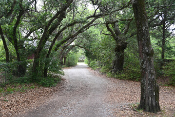 Fototapeta premium A live oak tree tunnel on Ocracoke Island in the Outer Banks of North Carolina