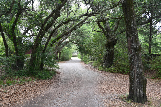 A live oak tree tunnel on Ocracoke Island in the Outer Banks of North Carolina