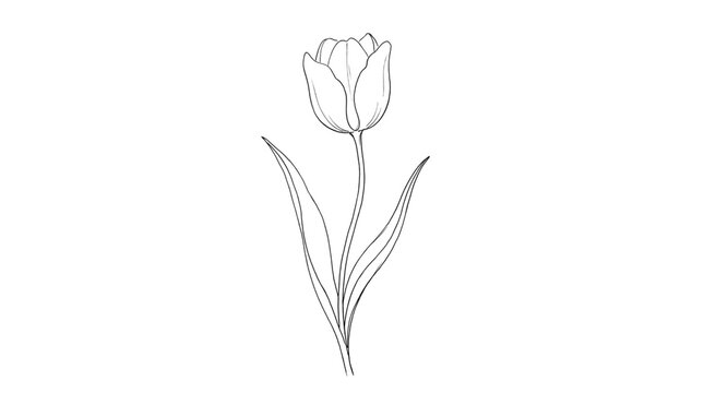 Minimalist Tulip Flower Line Art Illustration
