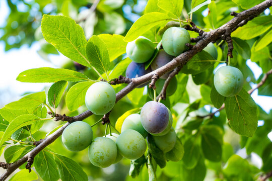 A cluster of cherry plums with bright green and purple-blue fruits on a branch. A vibrant naturecore and cottagecore summer orchard harvest scene.