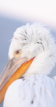 Dalmatian pelican flying in a beatiful light in slow motion.