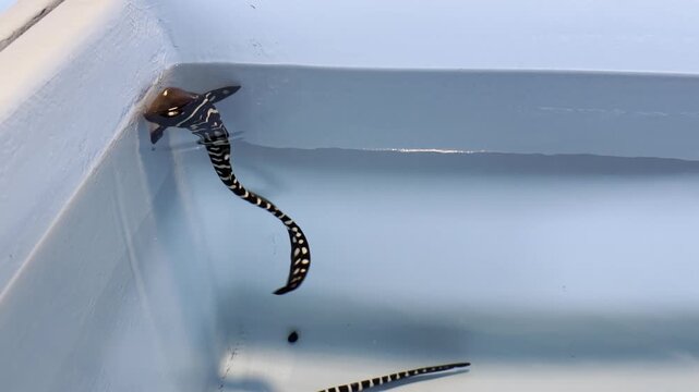 Two newborn zebra sharks - Stegostoma fasciatum - in a breeding tank. One rests on the bottom while the other swims upward toward the surface.