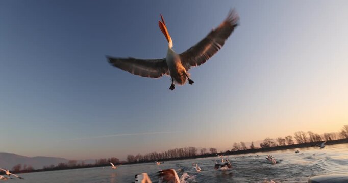 Dalmatian pelican flying in a beatiful light in slow motion.