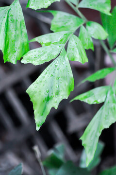 Caryota urens, Palmae or ARECACEAE or Caryota mitis Lour or Fishtail Palm or Wart Fishtail Palm and rain droplet or dew drop