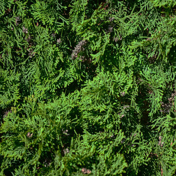 Macro texture of lush green thuja evergreen branches