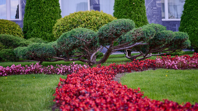 Beautiful landscaped garden with shaped evergreen shrubs and colorful begonia flowers