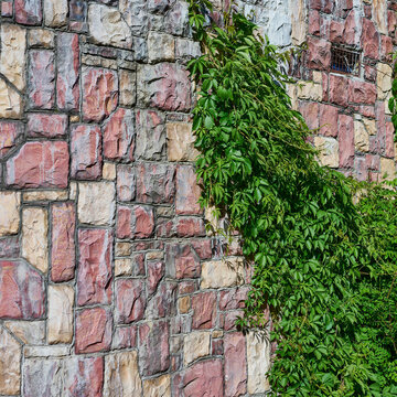 Colorful decorative masonry stone wall covered with green climbing vine
