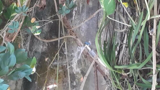 Water stream flowing from an outdoor faucet being blown upward and scattered by strong wind in a garden