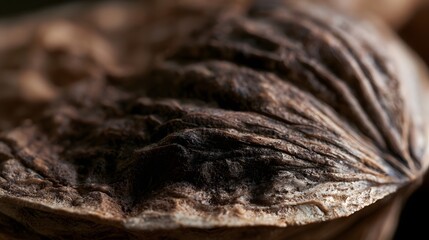 Fototapeta premium Close up of a textured walnut shell surface showing natural ridges and earthy tones under soft lighting