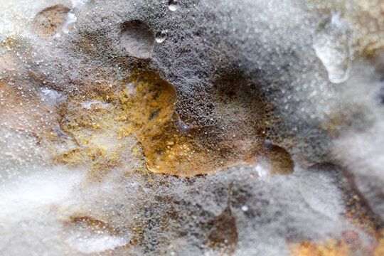 Close-up of mold growing on a surface, showcasing white and gray textures with hints of brown underneath. The scene highlights decay and natural processes.