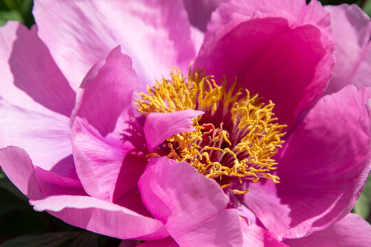 Peony pink bud flower bloom in garden. Floral background. Tree Peonies. Paeonia petals closeup.