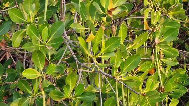 Full frame view of lush Rhizophora mangrove foliage with hanging long propagules