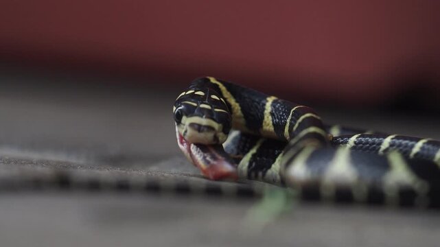 A king cobra is eating a snake in the wild.