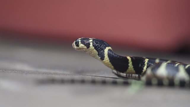 A king cobra is eating a snake in the wild.