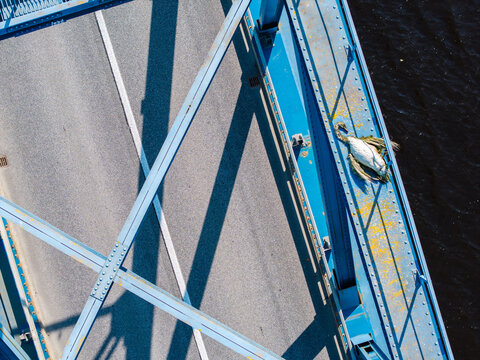 Aerial view of a swan carcass resting on the blue iron beam of a bridge structure, showing natural weathering and human impact in Latvia.