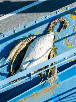 Aerial view of a swan carcass resting on a painted blue iron bridge beam, showing natural weathering and decay under sunlight, Latvia.