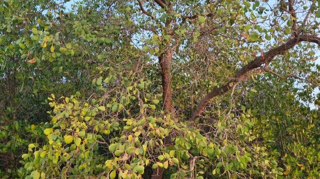 Low angle tilt up view of lush coastal mangrove tree canopy with green foliage