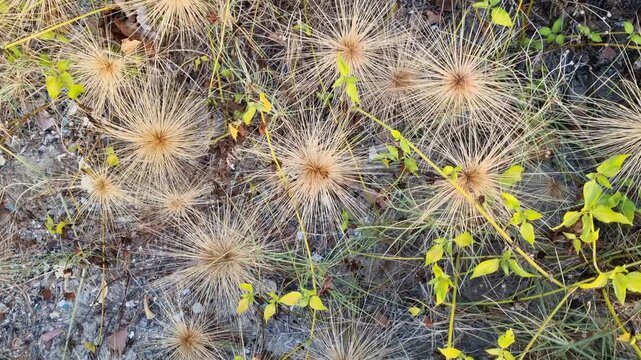 High angle view of spiky Spinifex littoreus seed heads on coastal ground
