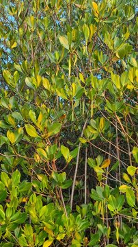 Dense Rhizophora mangrove tree foliage with hanging green propagules
