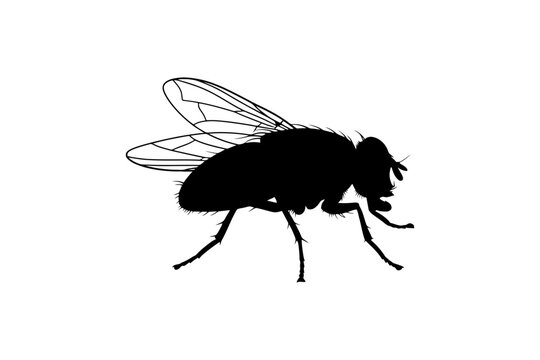 Black silhouette of a housefly isolated on white background.