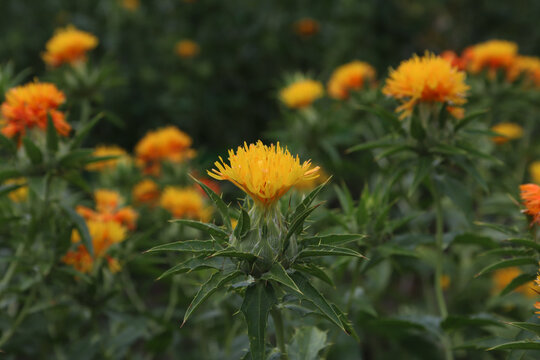 紅花